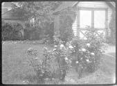 [Roses in yard]
