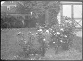 [Roses in yard]