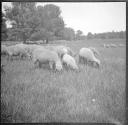 [Flock of sheep grazing]