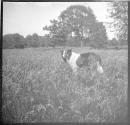 [Dog in field]
