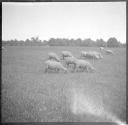 [Flock of sheep grazing]