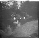 [Swans on river]