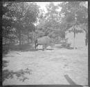 [Buffalo at zoo]