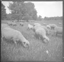 [Flock of sheep grazing]