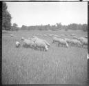 [Flock of sheep grazing]