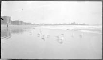 [Gulls on beach]