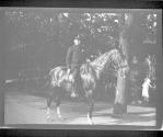 [Mounted policeman]