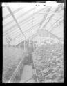 [Man in greenhouse]