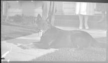 [Dog]