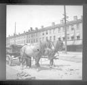 Work horses on street