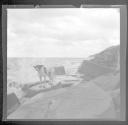 Dog standing on rocks-Lake Ontario?
