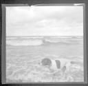 Dog on shore-Lake Ontario