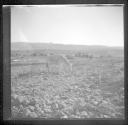 Burro in rocky field