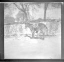 Horse tied up next to stream