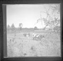 Men plowing field with ox-pulled plows