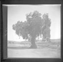 Big tree in field