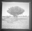 Huge cactus