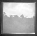 Field and trees