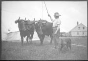Man with oxen