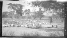 Cattle at Kamatuni, African Safari