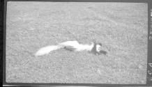 Colobus monkey - shot by Dan Pomeroy near Meru, African Safari