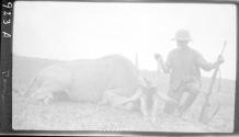 Hunter posed with dead animal, African Safari