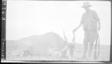 Hunter posed with dead animal, African Safari