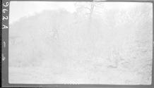 Landscape view of brush, African Safari
