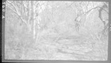 Natives standing in brush and trees, African Safari