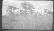 Trees, African Safari