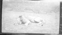 Dan Pomeroy's lion, African Safari