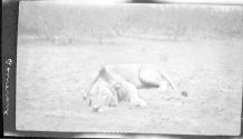 Dead lion, African Safari