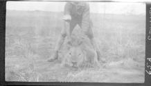 Daniel Pomeroy holding dead lion by the ears, African Safari