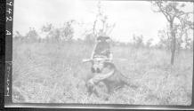 Osa Johnson's impalla, Gurumetti, African Safari