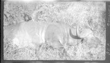 Dan Pomeroy's Buffalo, African Safari