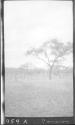 Trees on plains, African Safari
