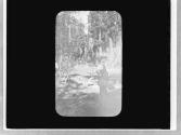 George Eastman in woods, Unidentified Trip
