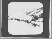 Elk herd in winter