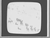 Elk herd in winter