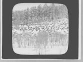 Elk herd in winter