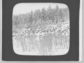 Elk herd in winter