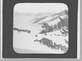 Elk herd in winter