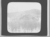 Beaver lodge