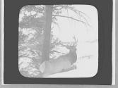 Elk in winter