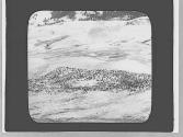 Elk herd from above