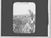 George Eastman in the brush, Newfoundland Trip