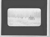 Rider & cattle, Yosemite Trip