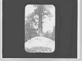 Tree on a rock, Yosemite Trip