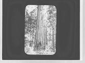 Sequoia, Yosemite Trip