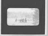 Riders & cattle, Yosemite Trip